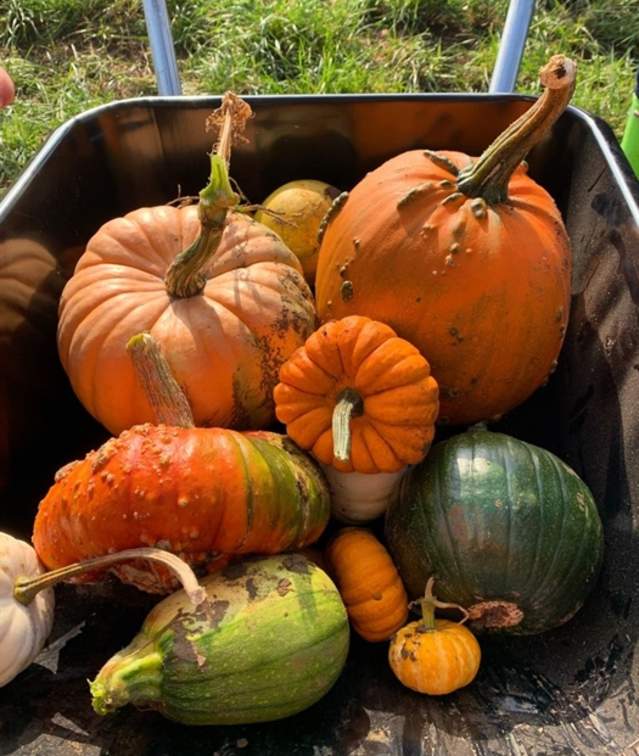 PYO Pumpkins at Pumpkin Bumpkins