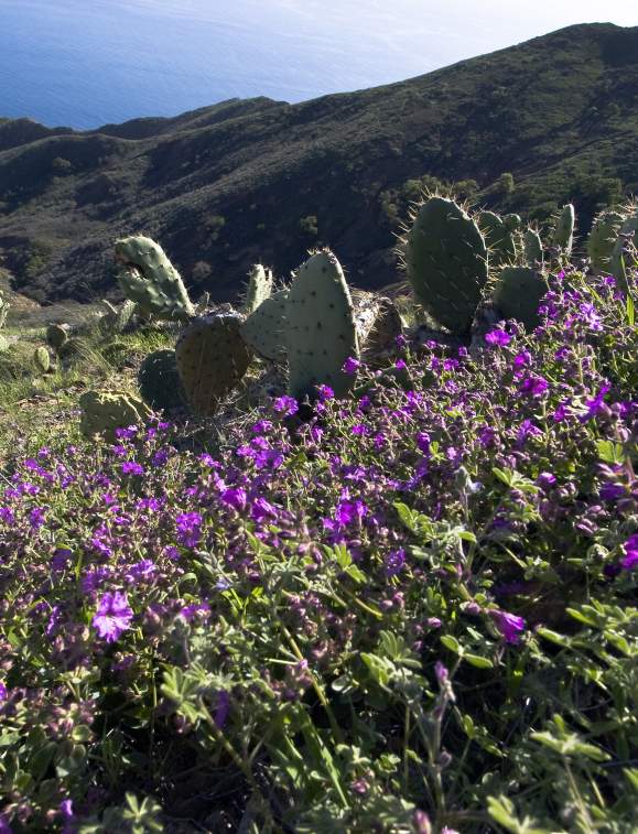 Catalina Island's Spring Bloom