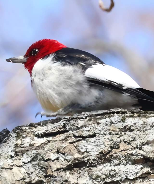 Adult Birding Workshop