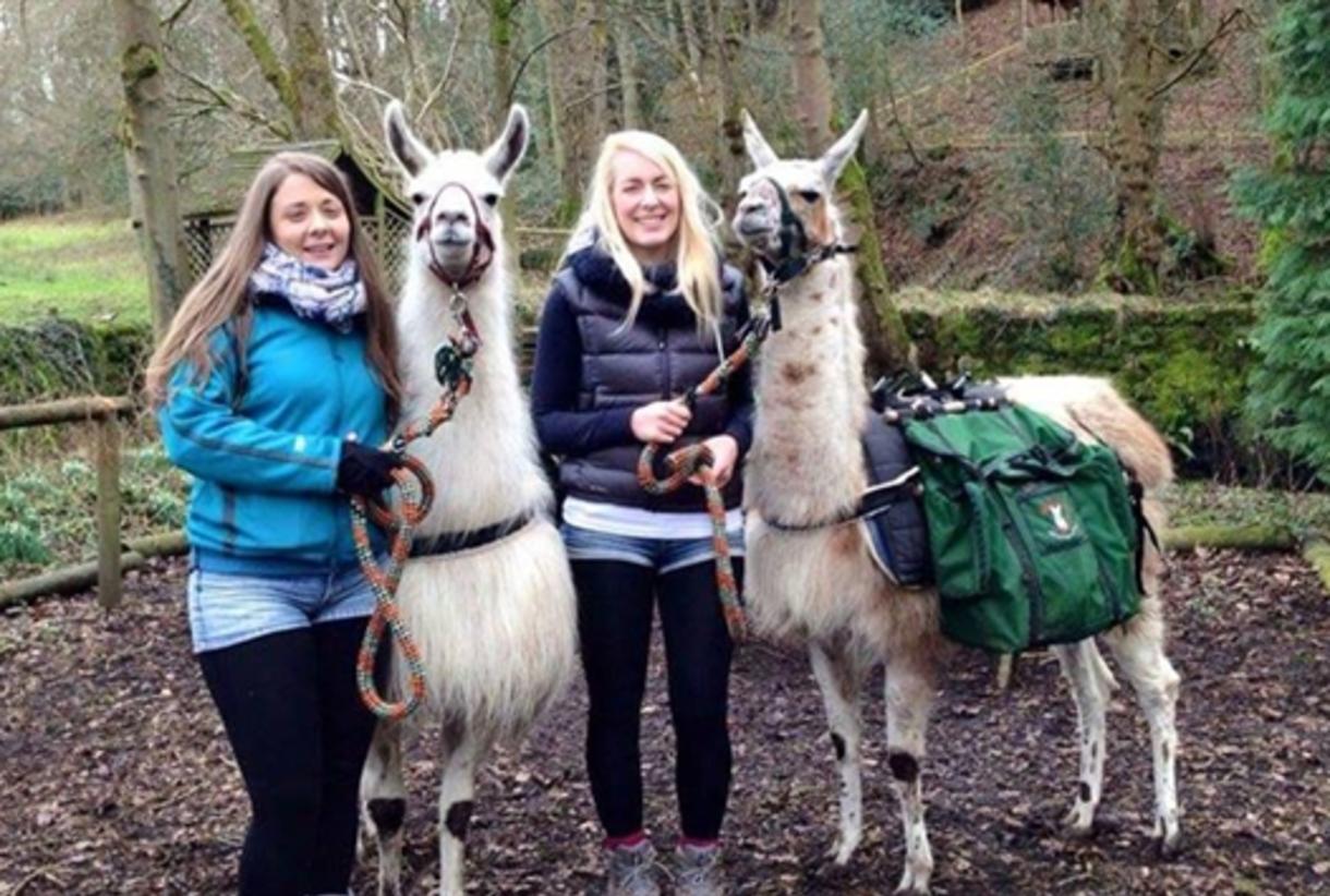 Llama trekking on sale