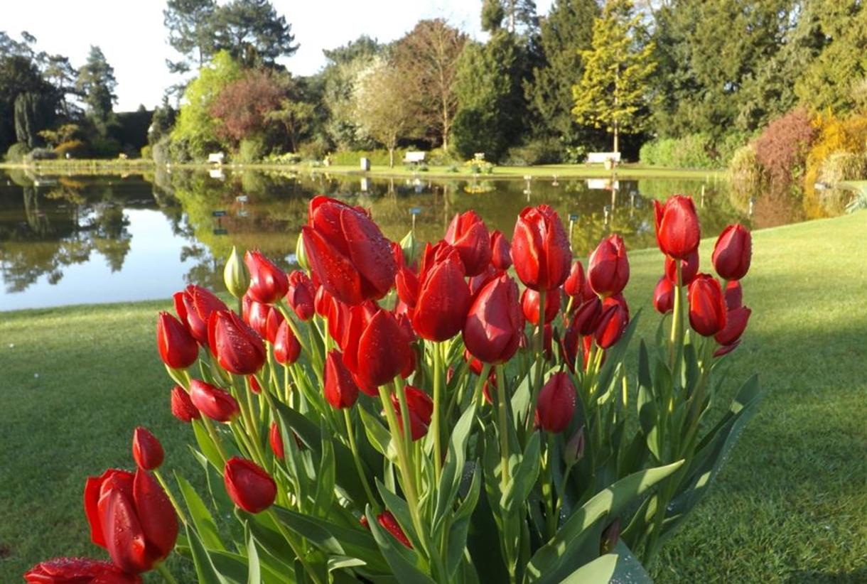 se permiten perros en burnby hall y gardens