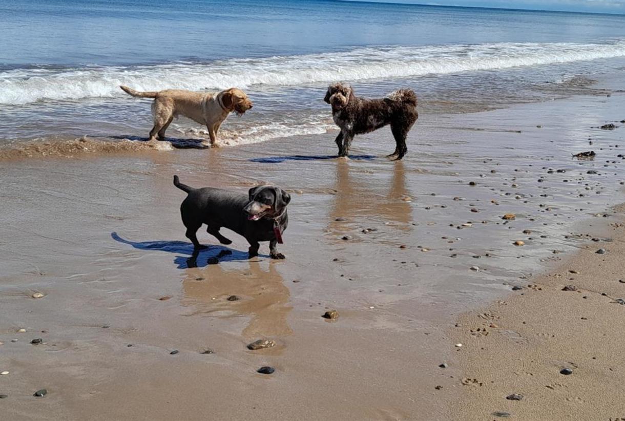 Beach holidays hot sale with dogs