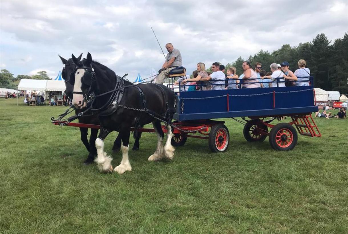 Burley wagon sale