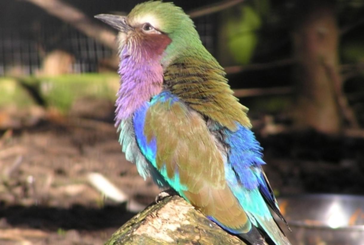 BIRD LAND 22 鳥山明保存会 BIRDLAND PRESS 22 鳥山明保存会 BIRD LAND