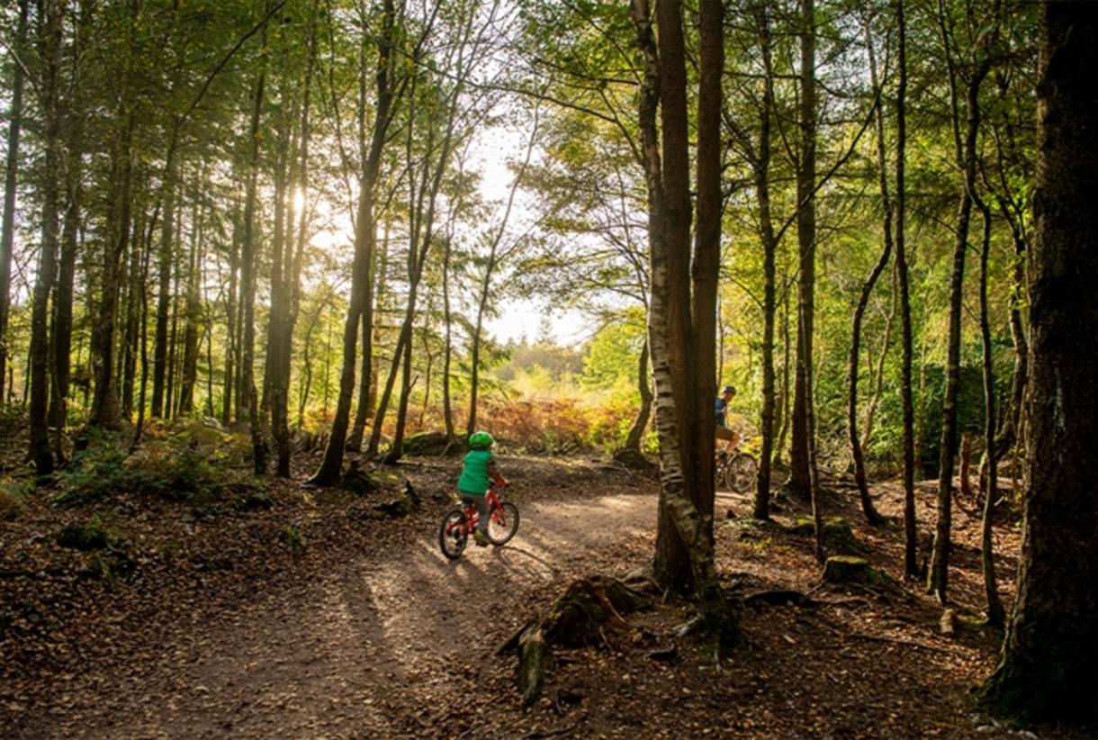 Haldon on sale forest mtb