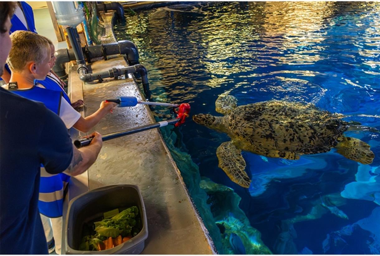 Feed the Turtle at The National Marine Aquarium