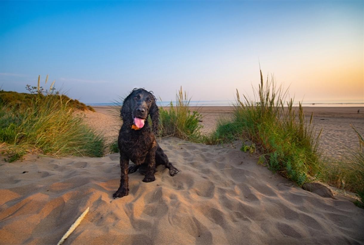 Saunton sands dog friendly accommodation top