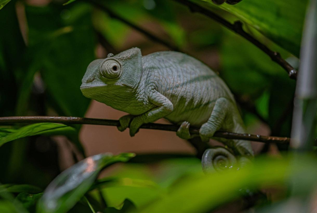 Take the whole family to Chester Zoo