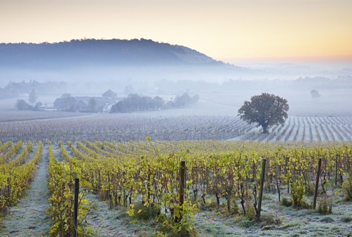 Denbies wine estate hotsell