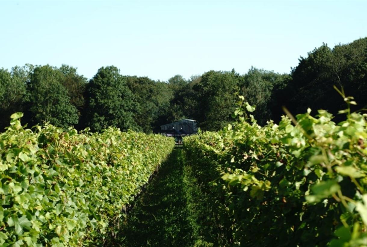 Tinwood vineyard deals