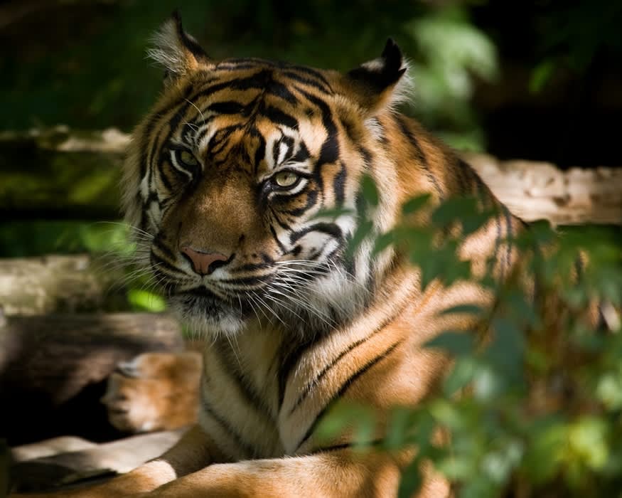 Dudley Zoo and Castle