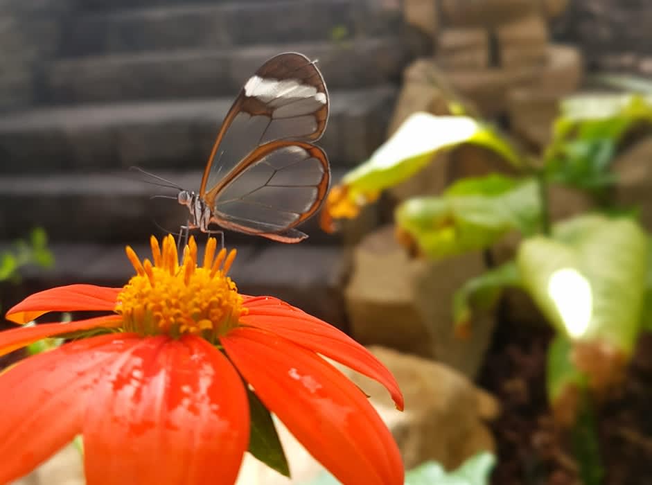 Stratford Butterfly Farm