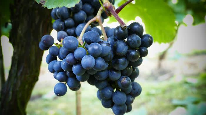 Laurel Vines Vineyard and Winery