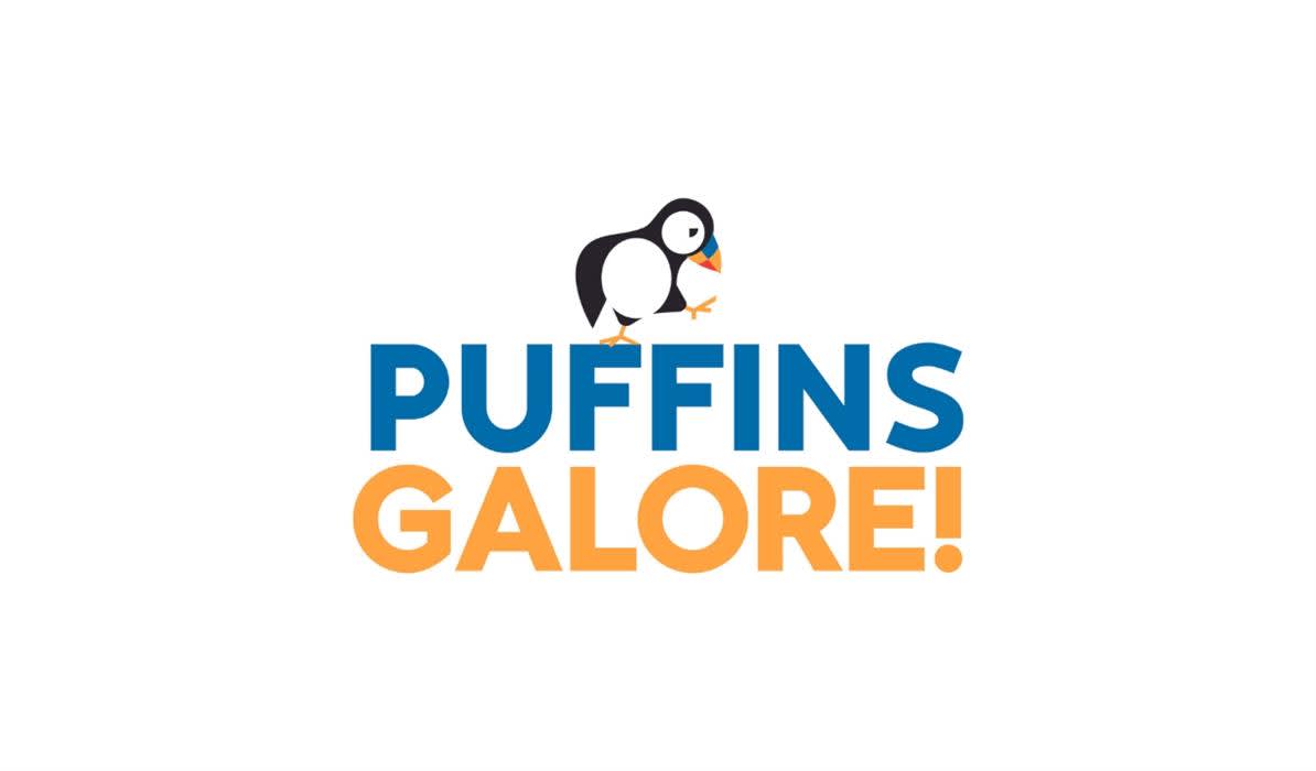 Puffins Galore!