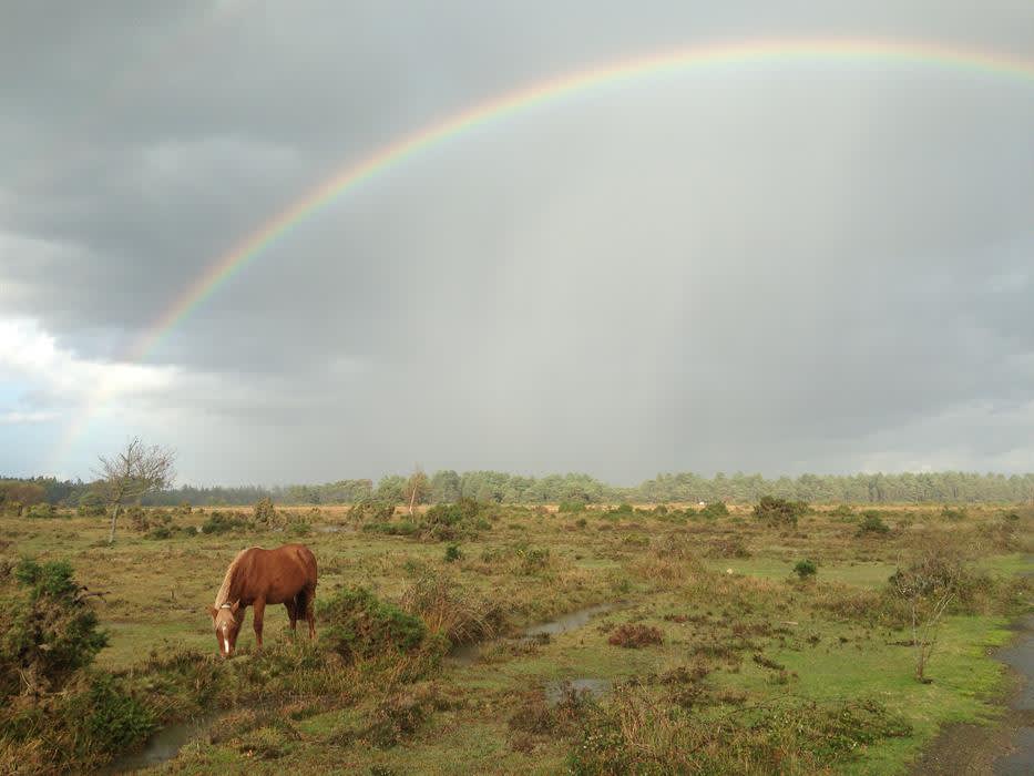 Wild New Forest