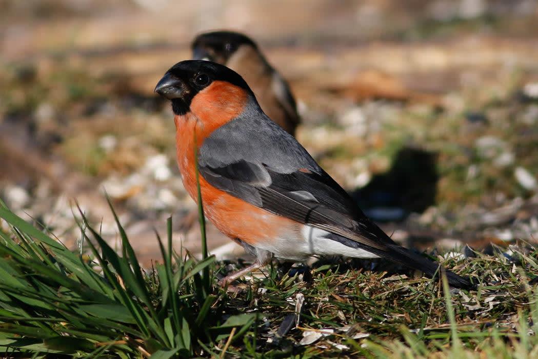 Wild New Forest Guided Tours