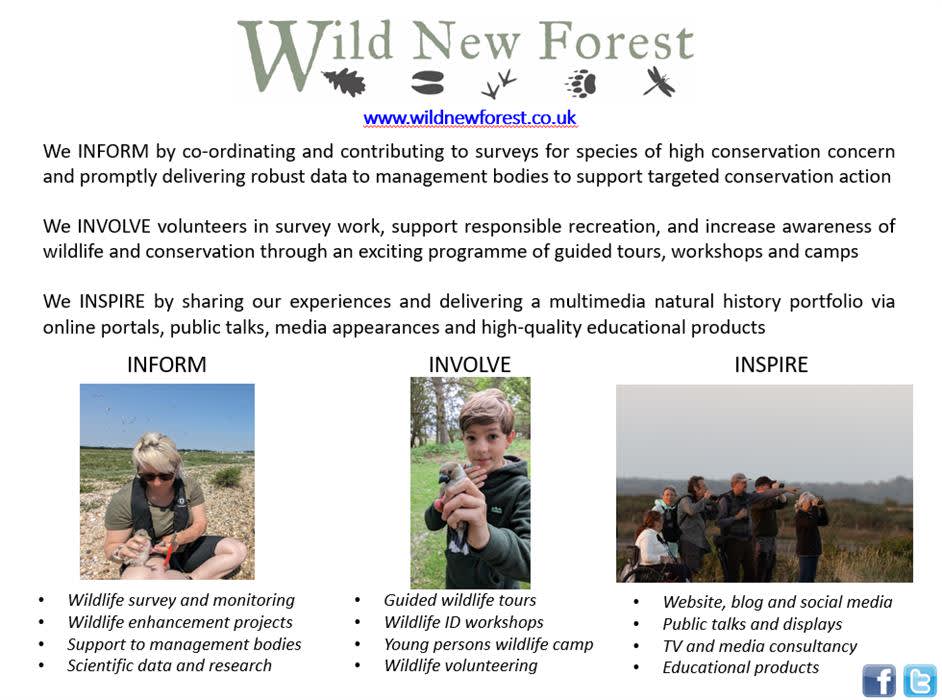 Wild New Forest Guided Tours