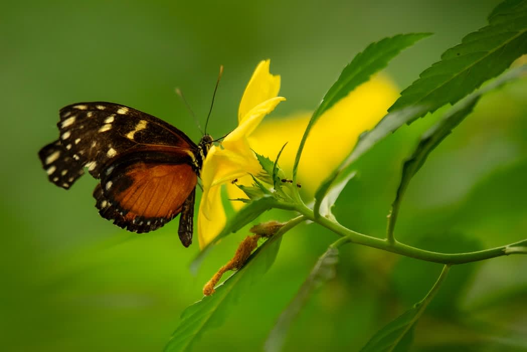 Mariposario de Benalmádena - Monowa