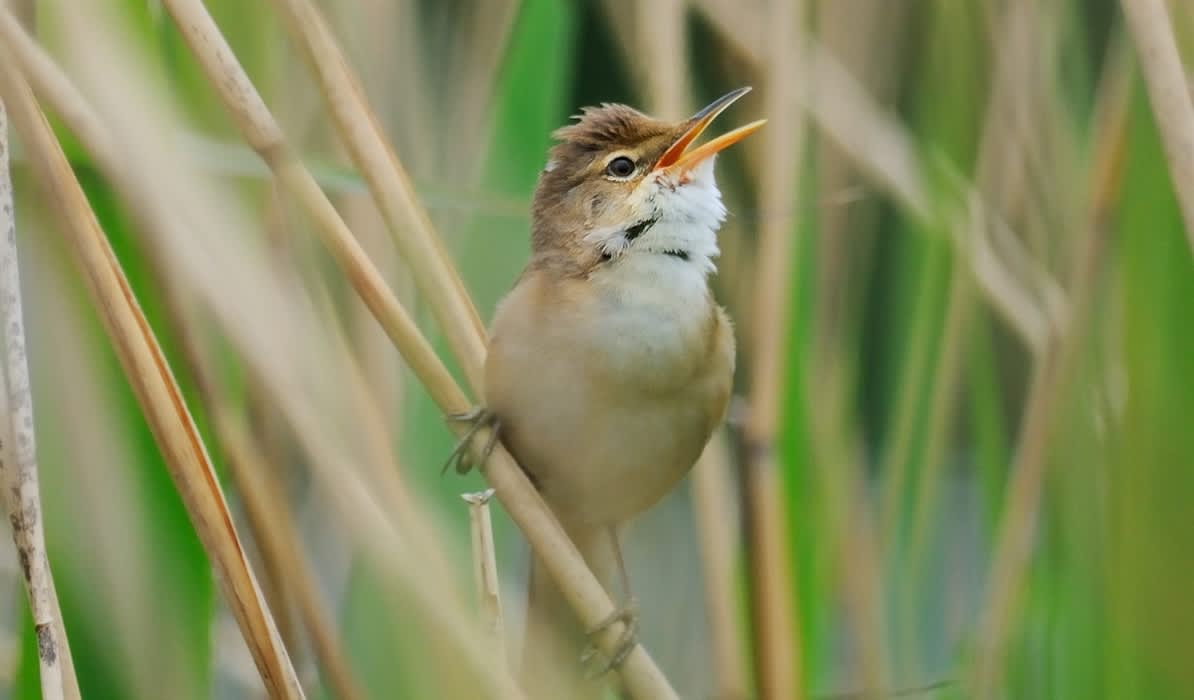 Birdsong Workshop