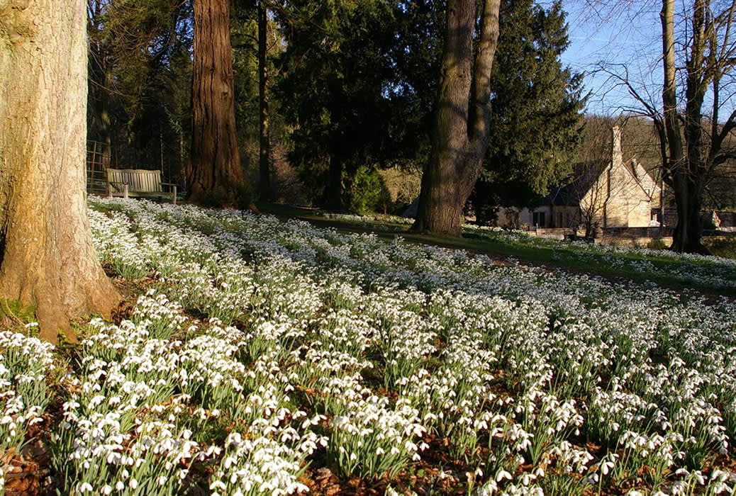 Snowdrops at Colesbourne Park