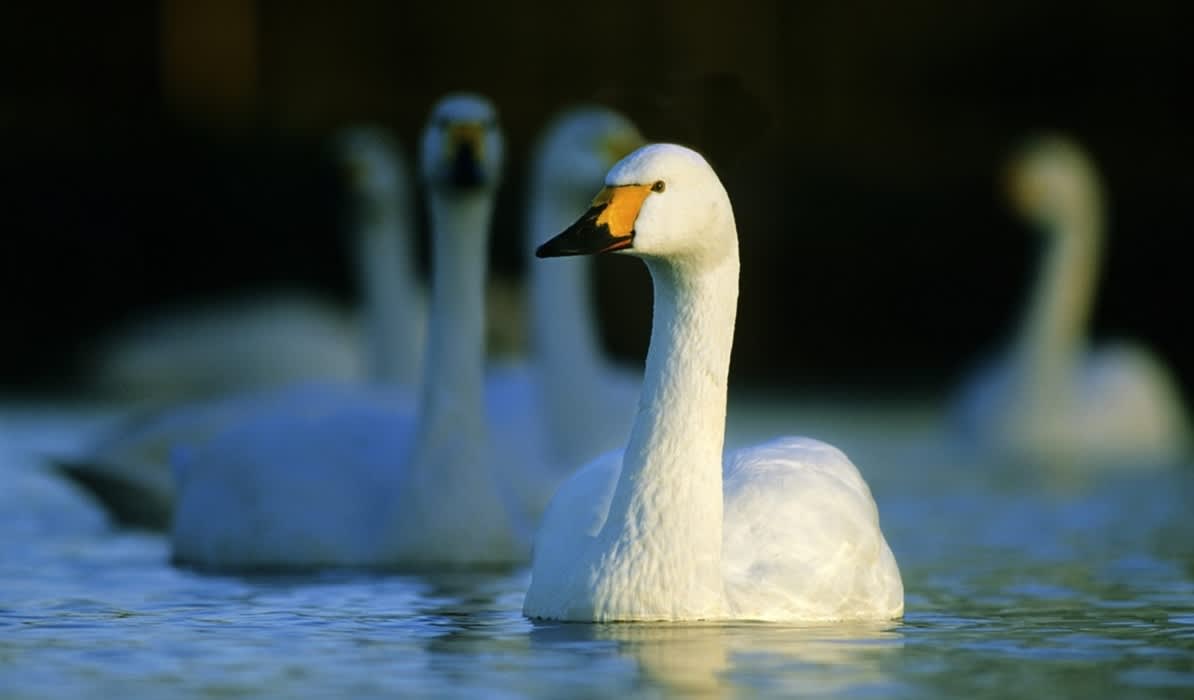Evening with the Swans