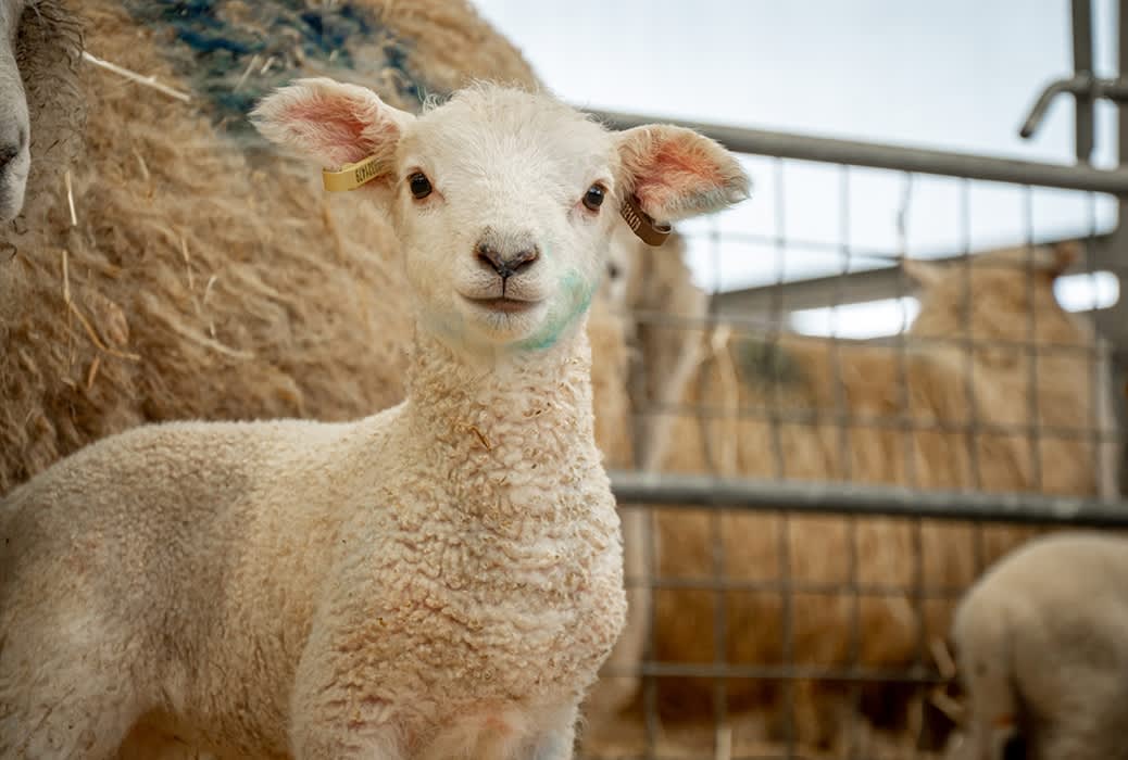 Live Lambing & Kidding