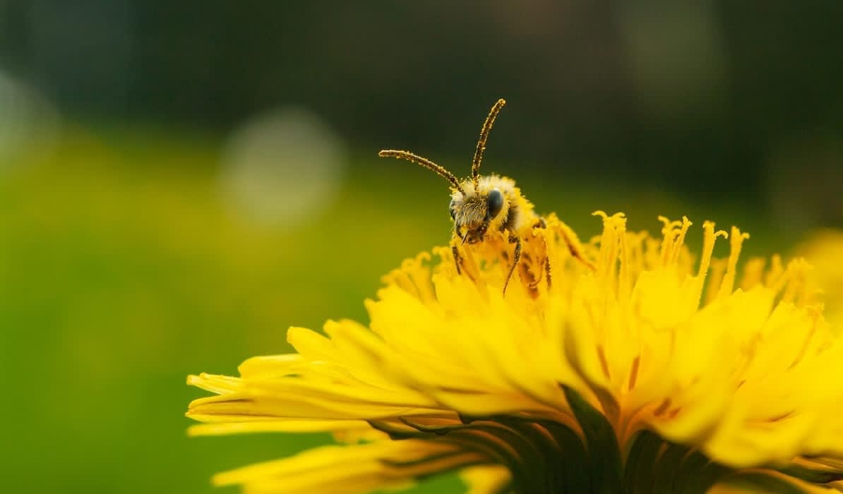 Pollinator Walk