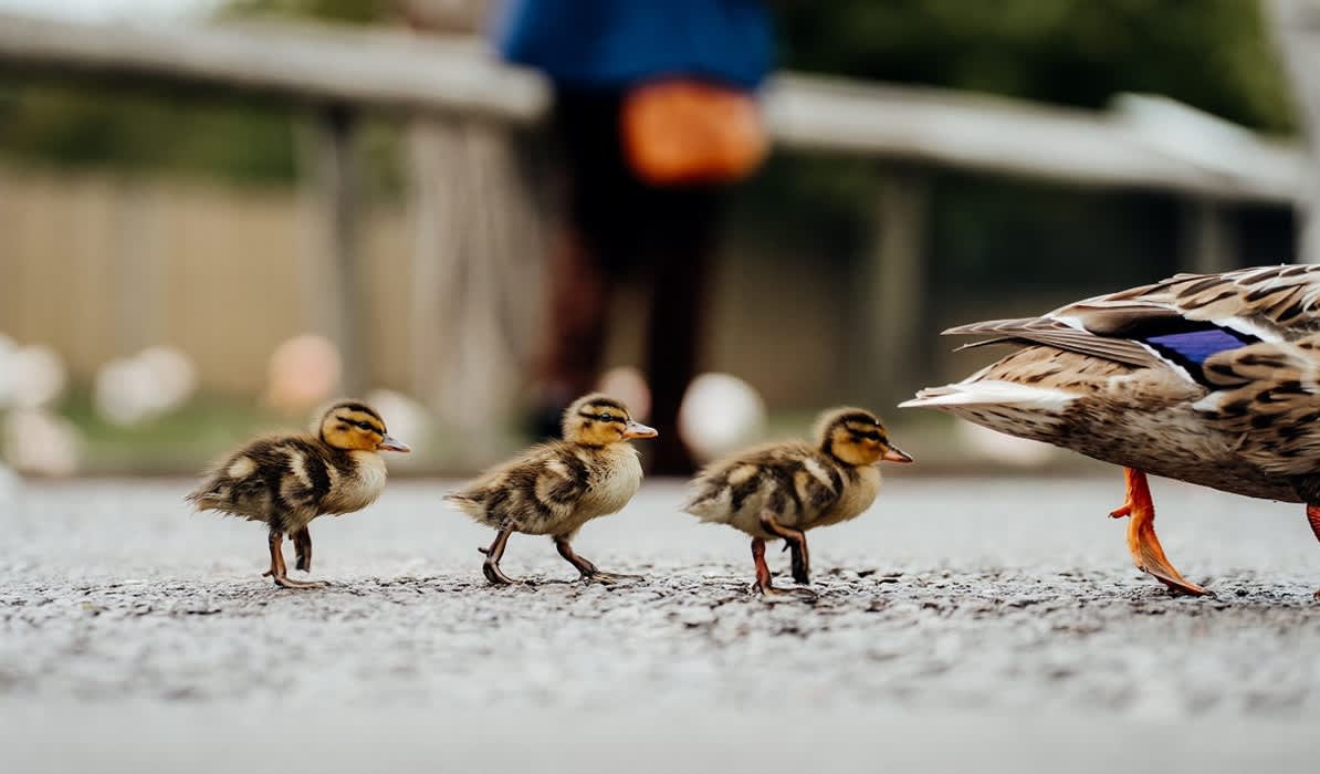 Spring Wildlife Photography
