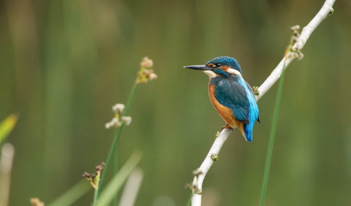 Summer Wildlife Photography