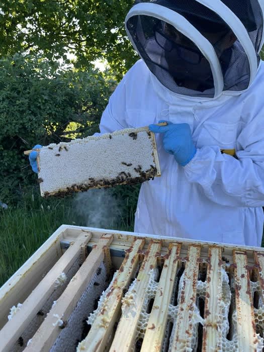 Bee Experience