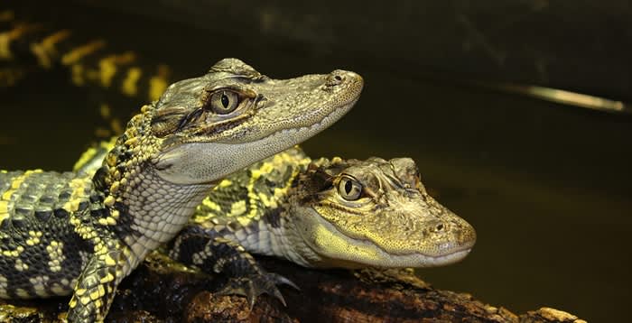Crocodiles of the World