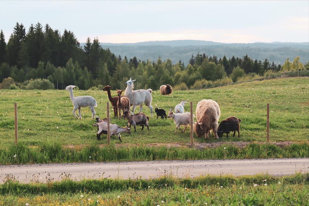 Lillerud Besøksgård