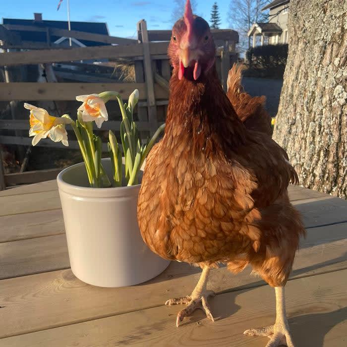 Fladmark Gårdsbutikk