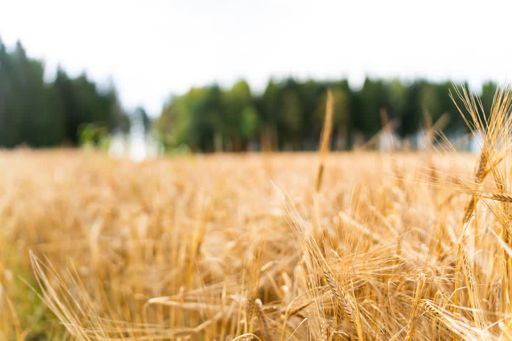 The taste of Indre - discover local food in Indre Østfold