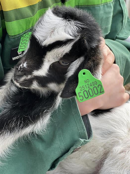 Alpakka- og geitevandring på Fladmark gård