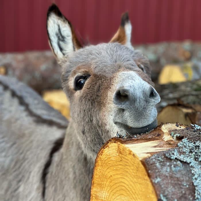 Vandring med mini hest og esel, Den Lille Store Gården