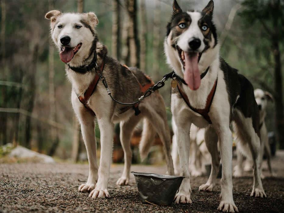 Sirdal Huskyfarm