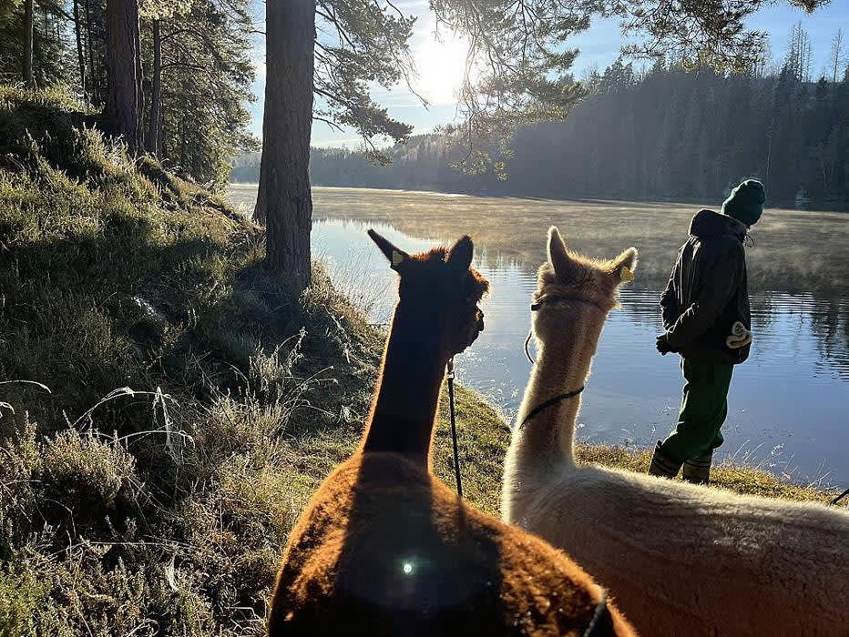 Alpakka- og geitevandring samt andre gårdsopplevelser på Fladmark gård