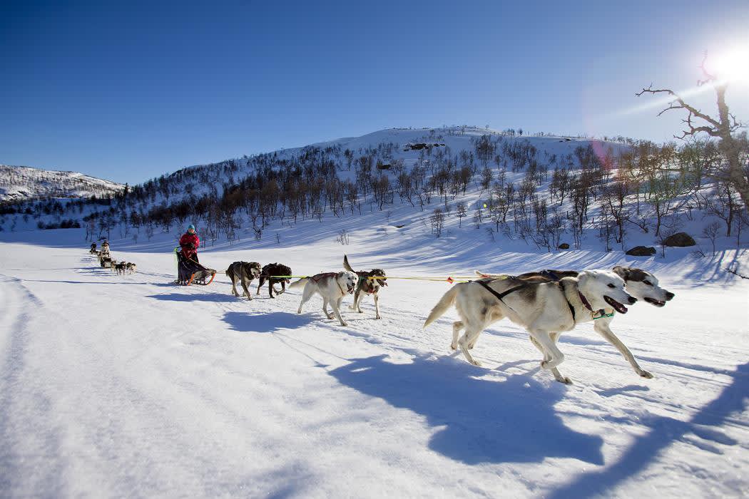 Hundekjøring ved Hovden