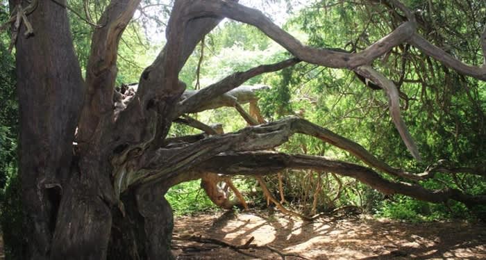 Kingley Vale Nature Reserve