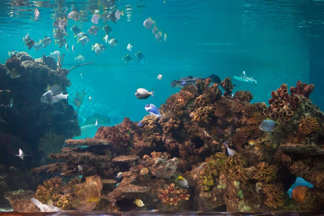 Hastings Aquarium
