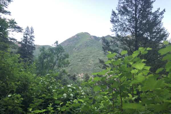 primary image