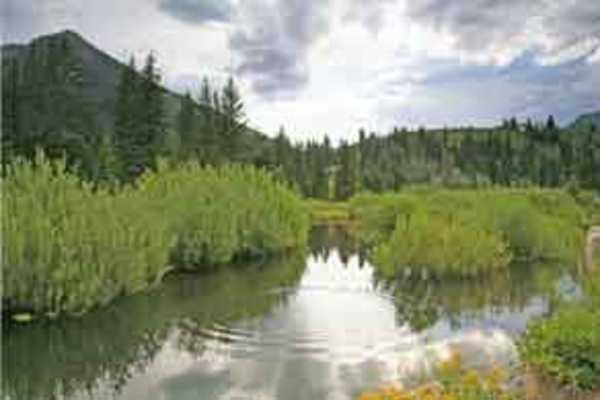 primary image