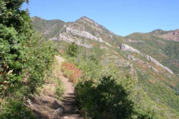 primary image