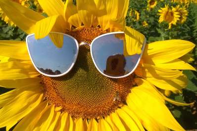 Sunflower Festival Fulton Md 20759