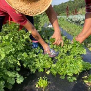 Chow Chow: Sowing Seeds of Equity