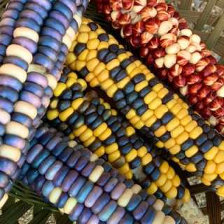 Chow Chow: Corn: A Cross-Cultural Celebration