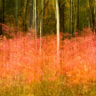Autumn in Abstract:  Creatively Photograph the Vivid Colors & Light in the Landscape 2022