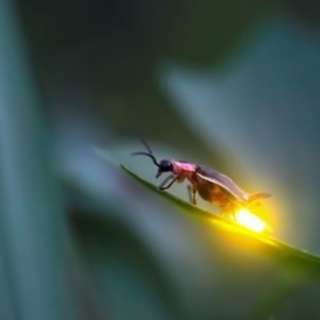 VIRTUAL: FIREFLIES EVENT