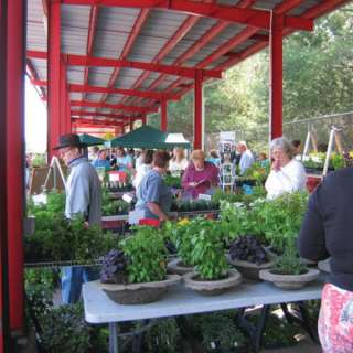 32nd Annual Asheville Herb Festival 2022